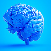 Illustration of a blue brain