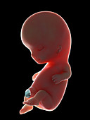 Illustration of a fetus at week 10