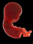 Illustration of a fetus at week 12