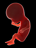 Illustration of a fetus at week 14