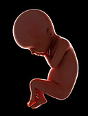 Illustration of a fetus at week 24