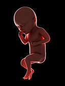 Illustration of a fetus at week 34
