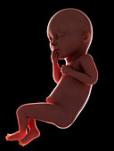 Illustration of a fetus at week 36