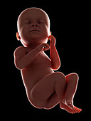 Illustration of a fetus at week 38