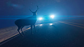 Illustration of a deer in front of a car