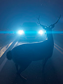 Illustration of a deer in front of a car