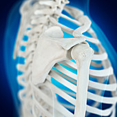 Illustration of the shoulder bones
