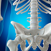 Illustration of the lumbar spine
