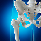 Illustration of the hip joint
