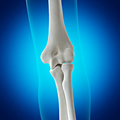 Illustration of the elbow bones