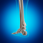 Illustration of the skeletal ankle