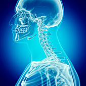 Illustration of the upper spine