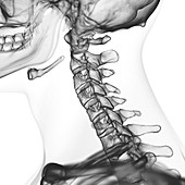 Illustration of the cervical spine