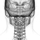 Illustration of the cervical spine