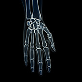 Illustration of the hand bones