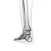 Illustration of the foot bones