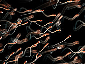 Illustration of human sperm