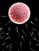 Illustration of sperm fertilizing a human egg