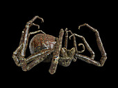 Illustration of a spider