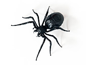 Illustration of a spider