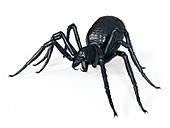 Illustration of a spider