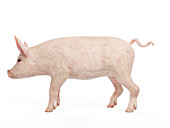 Illustration of a pig