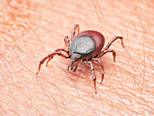 Illustration of a tick crawling on human skin