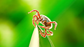 Illustration of a tick on a blade of grass