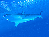 Illustration of a tiger shark