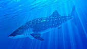 Illustration of a whale shark