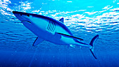 Illustration of a mako shark