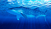 Illustration of a whale shark