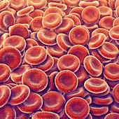 Red blood cells, illustration