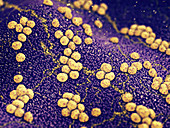 Staphylococcus bacteria on skin, illustration