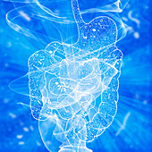 Human intestinal biomes, illustration