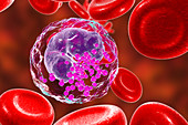 Basophil white and red blood cell, illustration