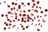 Normal blood smear, illustration
