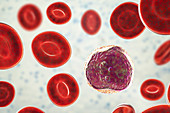 Lymphocyte white blood cell, illustration