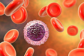 Lymphocyte white blood cell, illustration