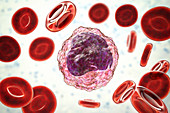 Monocyte white blood cell in a blood smear, illustration