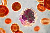 Monocyte white blood cell in a blood smear, illustration