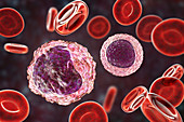Monocyte and lymphocyte white blood cells, illustration