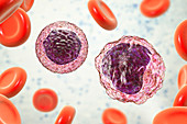 Monocyte and lymphocyte white blood cells, illustration