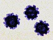 Norovirus virus particles, illustration
