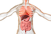 Illustration of a man's internal organs