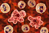 Naegleria amoeba in cerebrospinal fluid, illustration