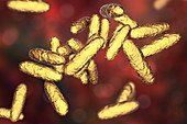 Bacteria of donovanosis infection, illustration