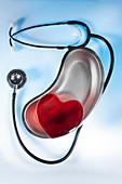 Stethoscope and heart in surgical dish