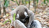 Ring-tailed lemur vocalisation