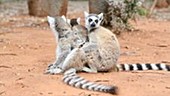 Ring-tailed lemur adult with pup